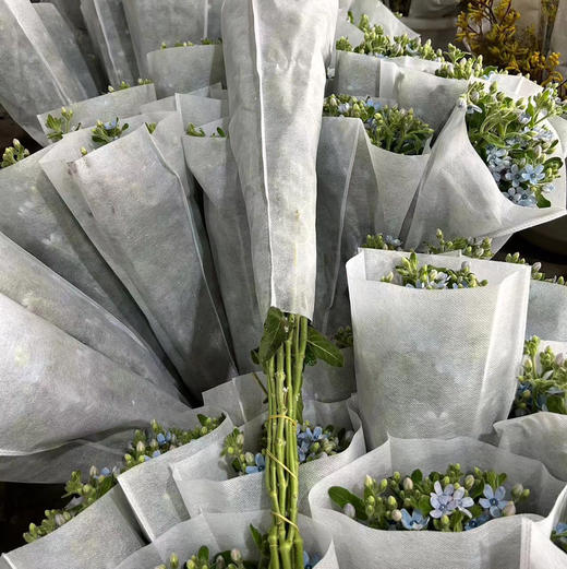 蓝星花（活动专用） 商品图1