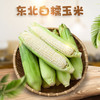 【超值8-9斤装！东北白糯玉米】 新鲜农家白玉米棒子，嫩玉米糯蔬菜，糯润可口，现摘现发，新鲜采摘，香甜软糯，更能感受到农家风味的诱人魅力 商品缩略图2
