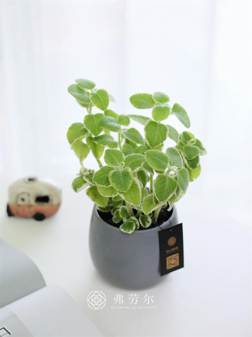 碰碰香 商品图1