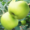 【秒杀】陕西嘎啦青苹果  4.5-5斤净重（12-16枚） 商品缩略图1