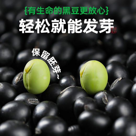 有机绿芯黑豆非转基因种植当季大豆青仁打豆浆专用五谷杂粮可发芽 商品图2
