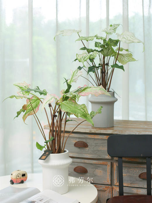 彩叶芋 商品图0