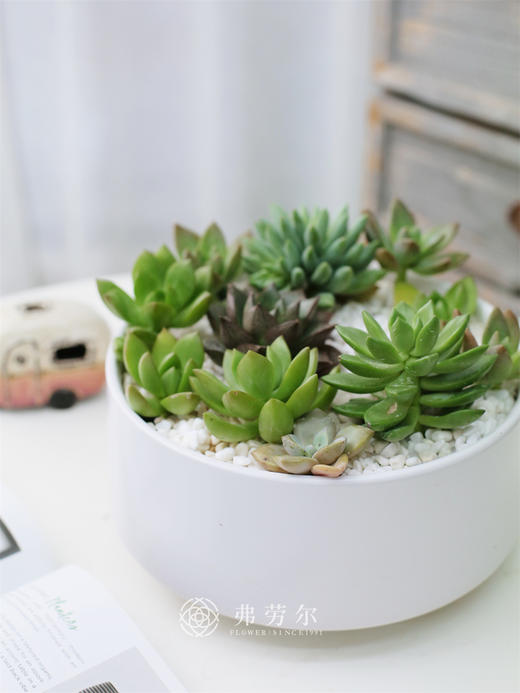 多肉植物 商品图0