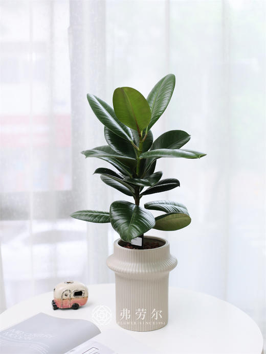 美国榕 商品图1