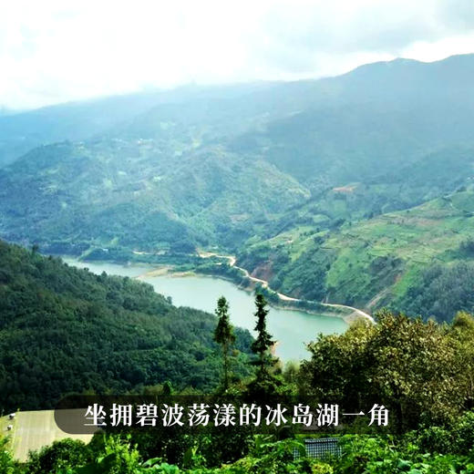 【绿水塘】2023年头春头采600年以上古树纯料 小众茶里面的天花板弥足珍贵出道即巅峰 至今稀缺难求 商品图1