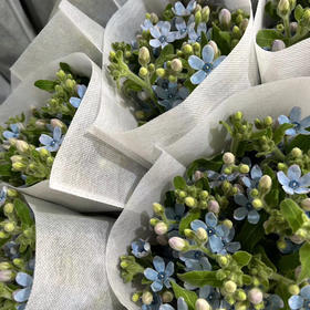 蓝星花（活动专用）