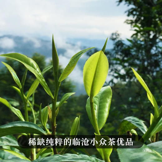 【绿水塘】2023年头春头采600年以上古树纯料 小众茶里面的天花板弥足珍贵出道即巅峰 至今稀缺难求 商品图6