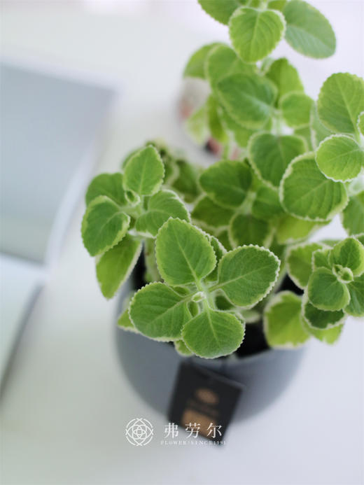 碰碰香 商品图0