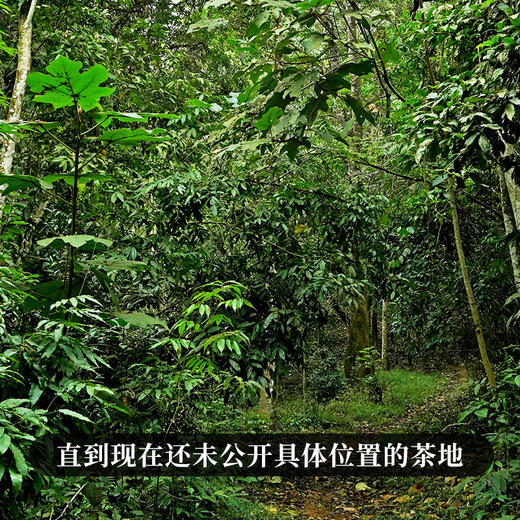 【绿水塘】2023年头春头采600年以上古树纯料 小众茶里面的天花板弥足珍贵出道即巅峰 至今稀缺难求 商品图2