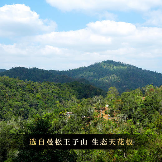 【曼松王子山单株】2018年茶农自存高杆曼松千年以上树龄稀缺高货仅限VIP3以上会员购买 商品图2