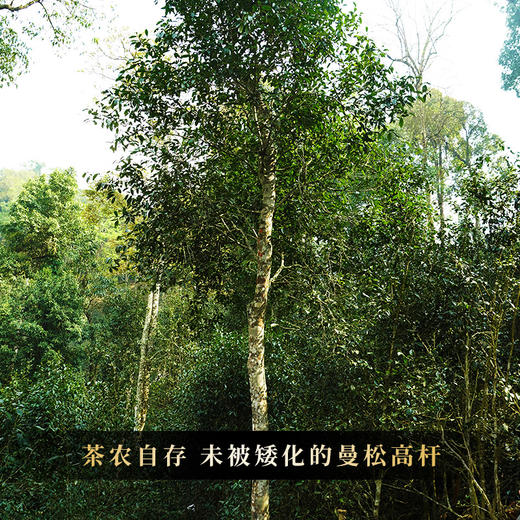 【曼松王子山单株】2018年茶农自存高杆曼松千年以上树龄稀缺高货仅限VIP3以上会员购买 商品图1