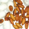 350g蚕蛹干冰金丝蚕蛹【1C+/2B4下-6E】 商品缩略图1