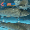 鲜活吊水草鱼 /条 商品缩略图0