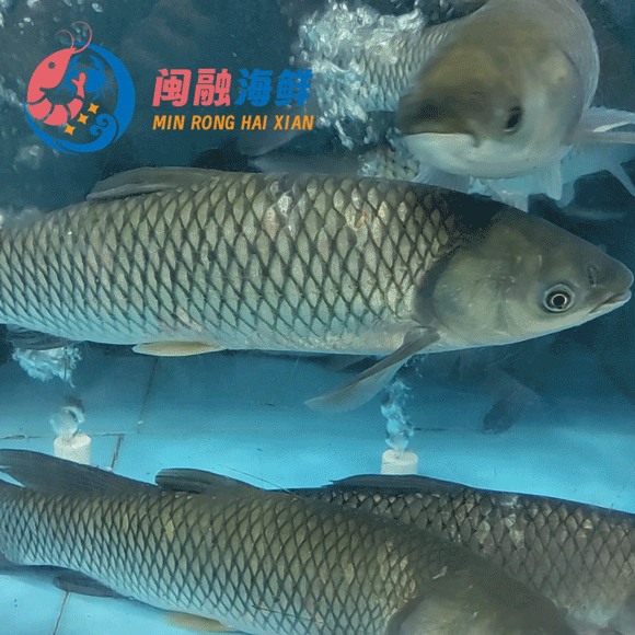 鲜活吊水草鱼 /条