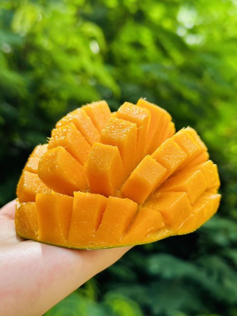 攀枝花,攀研二号,甜!