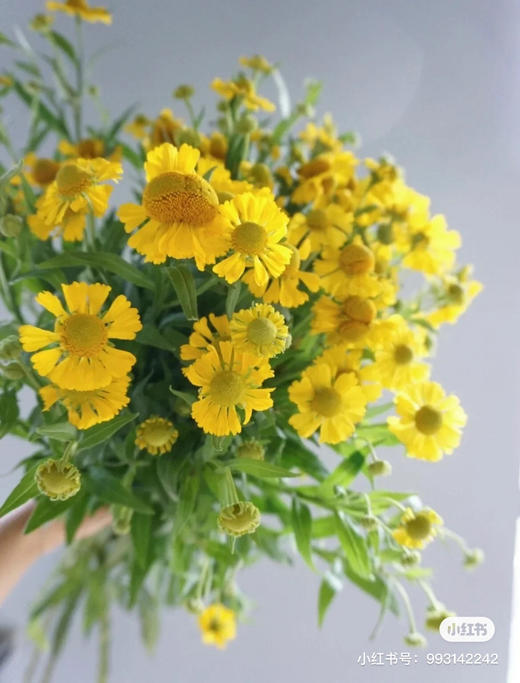 国产草花-【油画小菊】 商品图0