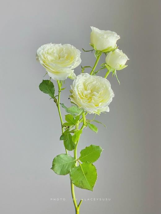 【AB级暖暖多头玫瑰】10支/份 长约60-65cm 商品图6