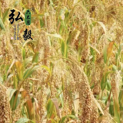 【弘毅六不用生态农场】 六不用大黄米 糜子 东北特产 商品图4