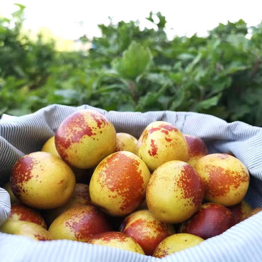 陕西大荔冬枣 大果3斤装 脆甜鲜枣 普箱装 商品图6