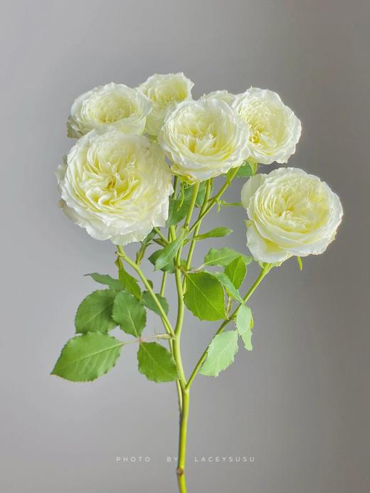 【AB级暖暖多头玫瑰】10支/份 长约60-65cm 商品图3