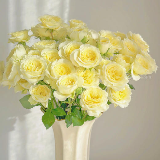 【AB级暖暖多头玫瑰】10支/份 长约60-65cm 商品图0