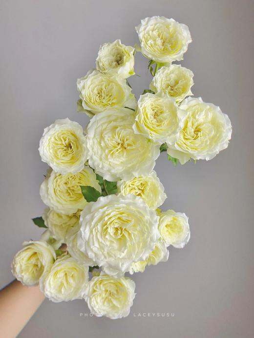 【AB级暖暖多头玫瑰】10支/份 长约60-65cm 商品图2