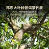 澜沧古茶2023年昔归忙麓山普洱茶生茶云南茶叶七子饼茶生普古树 商品缩略图3