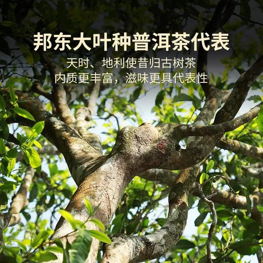 澜沧古茶2023年昔归忙麓山普洱茶生茶云南茶叶七子饼茶生普古树 商品图3