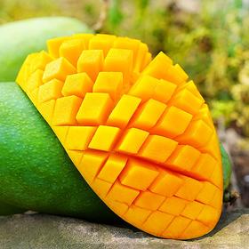 广西百色桂七芒果 礼盒装