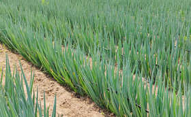 晚抽大葱育苗选择啥样的种子比较好 