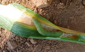 大葱青虫的防治方案拿好