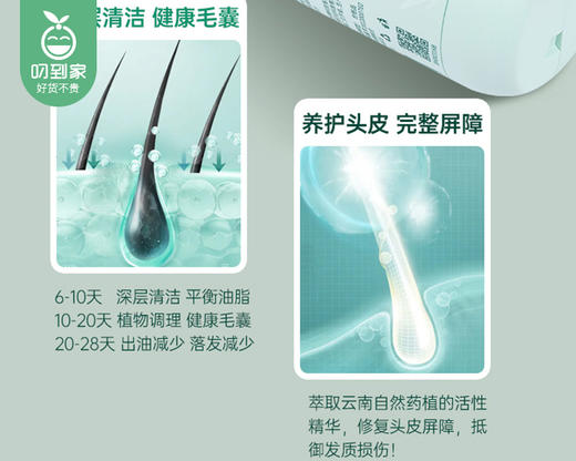征服笔记青蒿控油养护洗发乳/1瓶（500ml） 商品图2