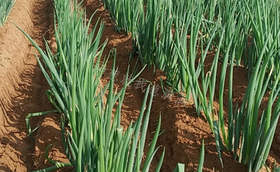 大葱培土如何用肥?这样用肥提质又增产 