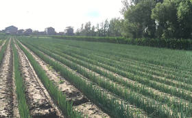 水溶肥对大葱有些作用?如何正确使用水溶肥 