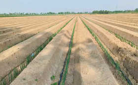 大葱种植想要产量,这些注意事项不能少