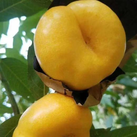 【限时特供】山东蒙阴彩虹蟠桃礼盒4斤（12枚） 商品图2