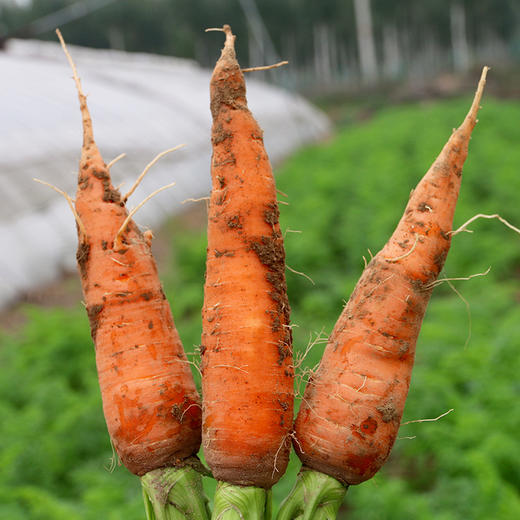 密农人家新鲜现拔胡萝卜  香甜脆嫩  多汁爽口  生吃榨汁   个头小  3斤 商品图2