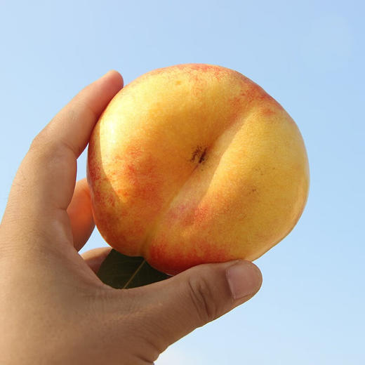 【限时特供】山东蒙阴彩虹蟠桃礼盒4斤（12枚） 商品图3