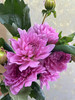 【新花派】大丽花-骄傲柏林（粉色）5枝/扎 商品缩略图1
