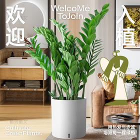 6种招财树，年底养家里有好兆头