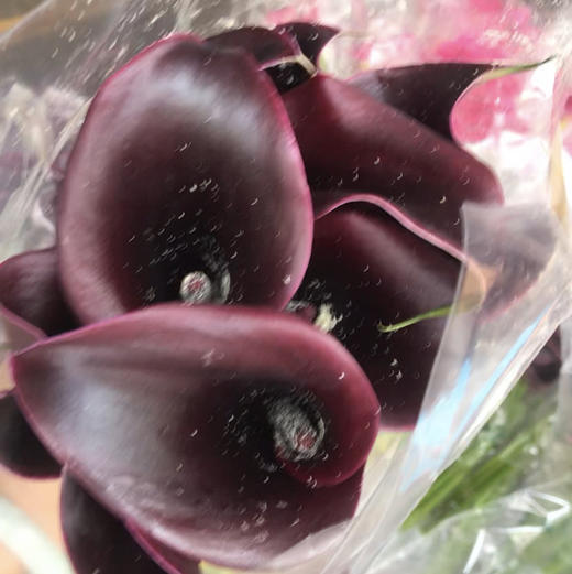 海芋.黑紫红色 商品图0