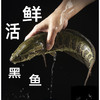 无抗免浆黑鱼片 商品缩略图4