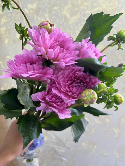 【新花派】大丽花-骄傲柏林（粉色）5枝/扎 商品图3