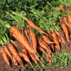 密农人家新鲜现拔胡萝卜  香甜脆嫩  多汁爽口  生吃榨汁   个头小  3斤 商品缩略图5