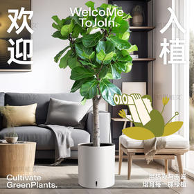 【养护分享4】琴叶榕盆栽家养掉叶问题，全面解答来了