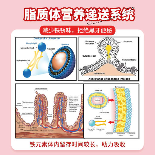 ² 清仓99元3瓶【加拿大原装进口爱奇氏儿童辣木叶滴液100ml &DHA】多维易吸收铁剂 多重植物元素 地贫不可吃26年3月到期 HM02-CRMM-AQS【爱奇氏】 商品图4