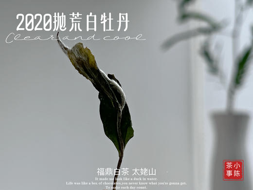 【首发】抛荒白牡丹里的“高挑美人”，无意中捂了3年，2020抛荒白牡丹却长成了温润水滑的俏佳人（80克） 商品图7
