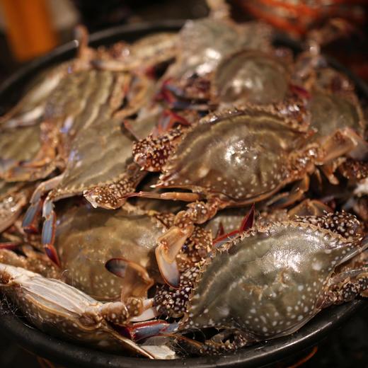 舟山 野生  梭子蟹 商品图7