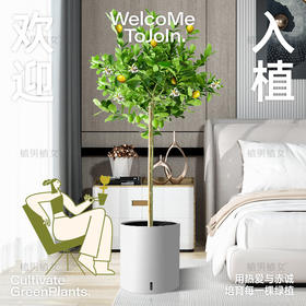 【阳台篇】适合阳台养的6种绿植🔥