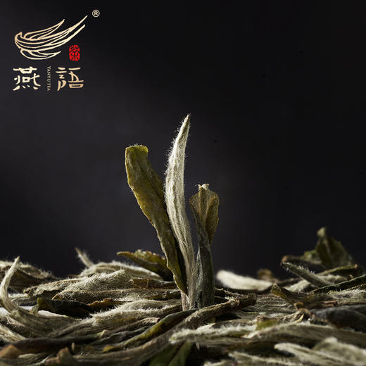 燕语2020白牡丹礼盒150g(白茶) 商品图3